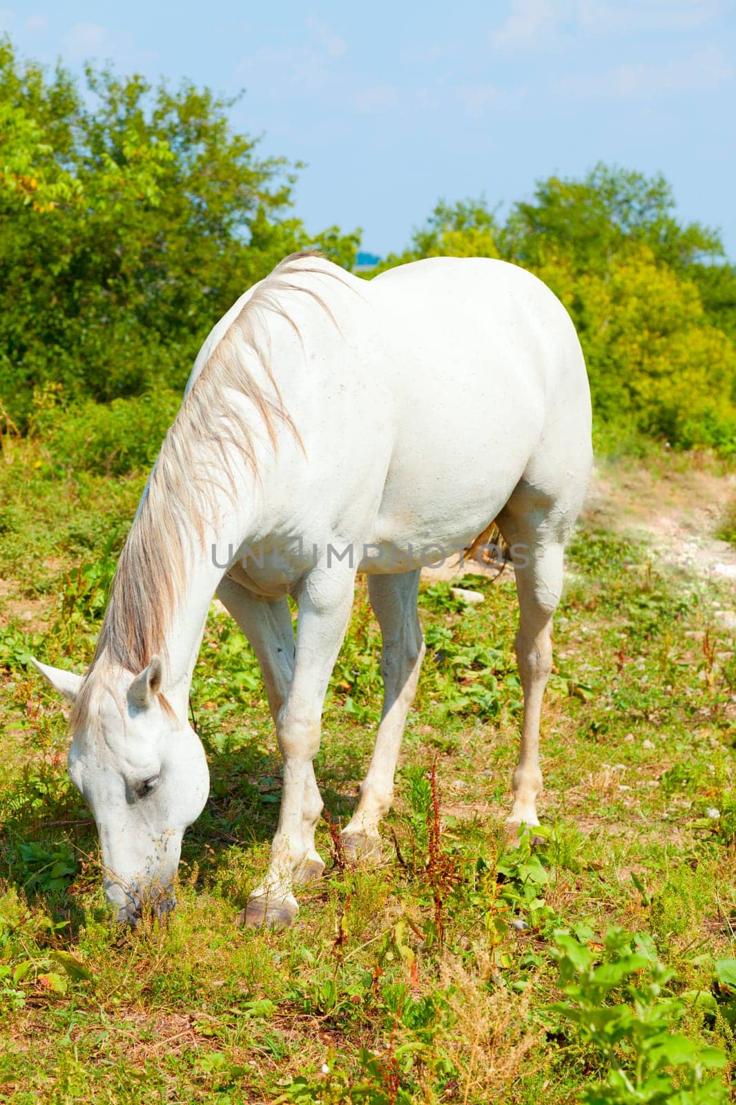 Image of a white horse grazing in a pasture