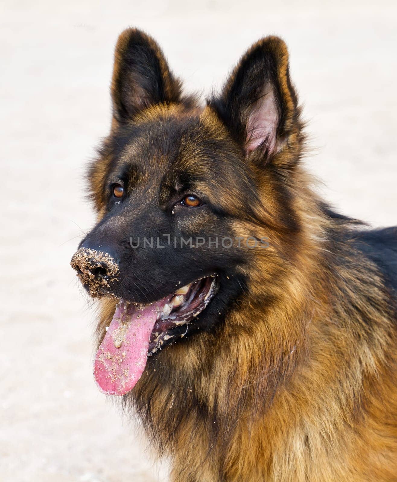 German Shepherd Dog, detail of head, after playing in the sand of the beach.