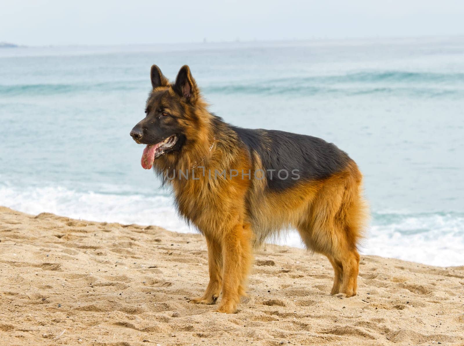 German Shepherd Dog, detail of head, after playing in the sand of the beach.