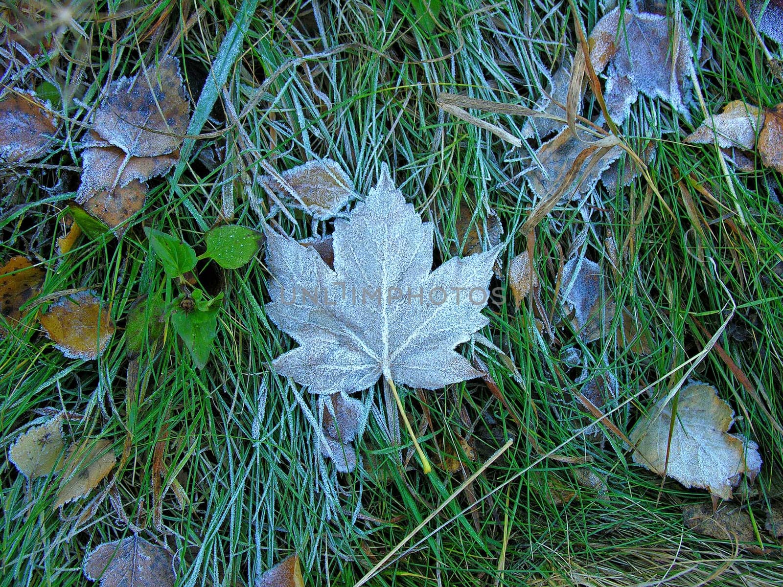 The leaf of a maple in a grass is covered with hoarfrost