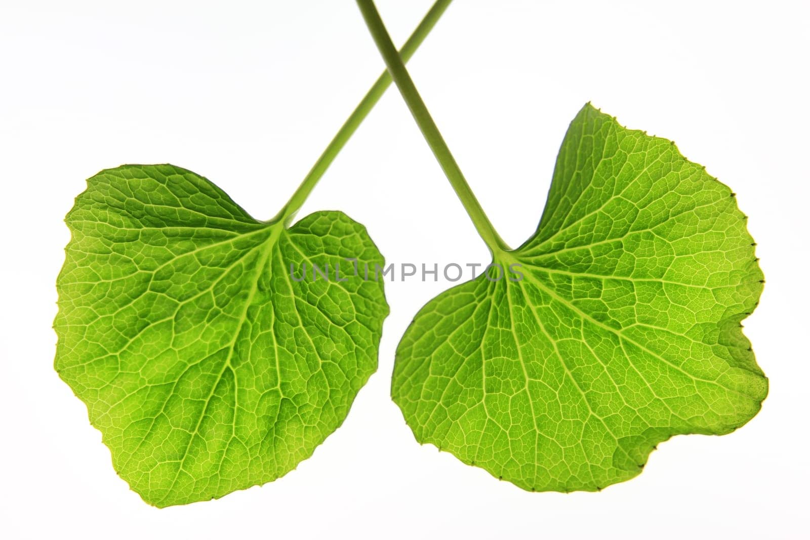 Wasabi