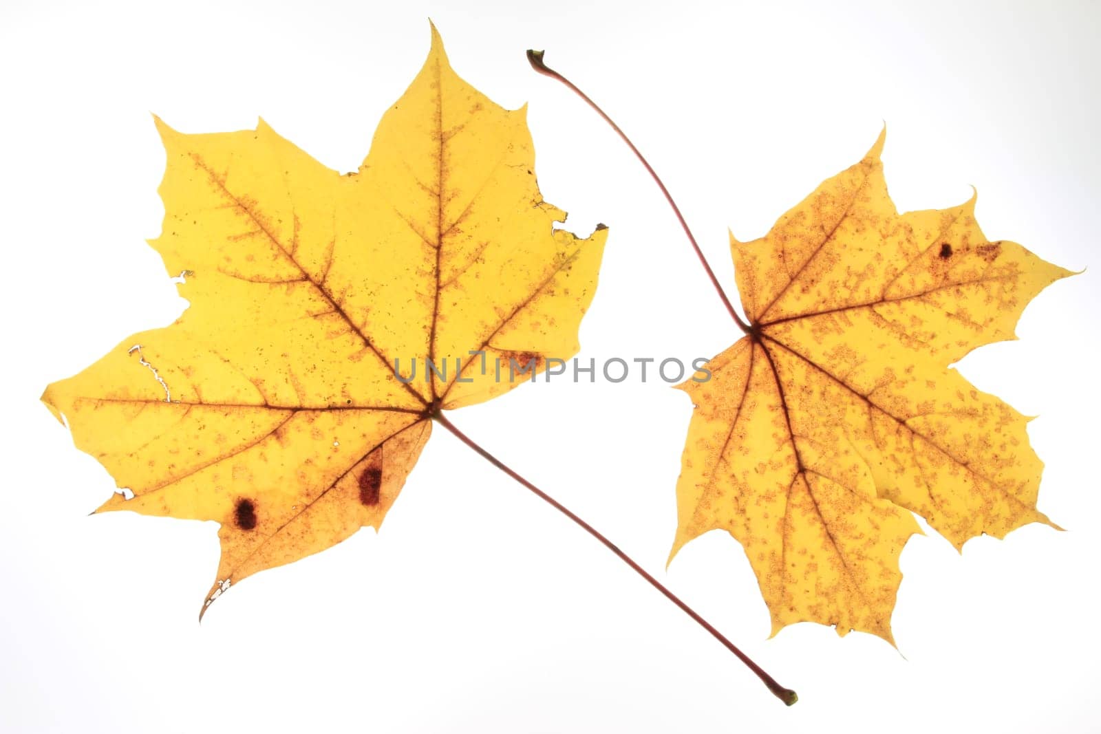 Autumn leaves