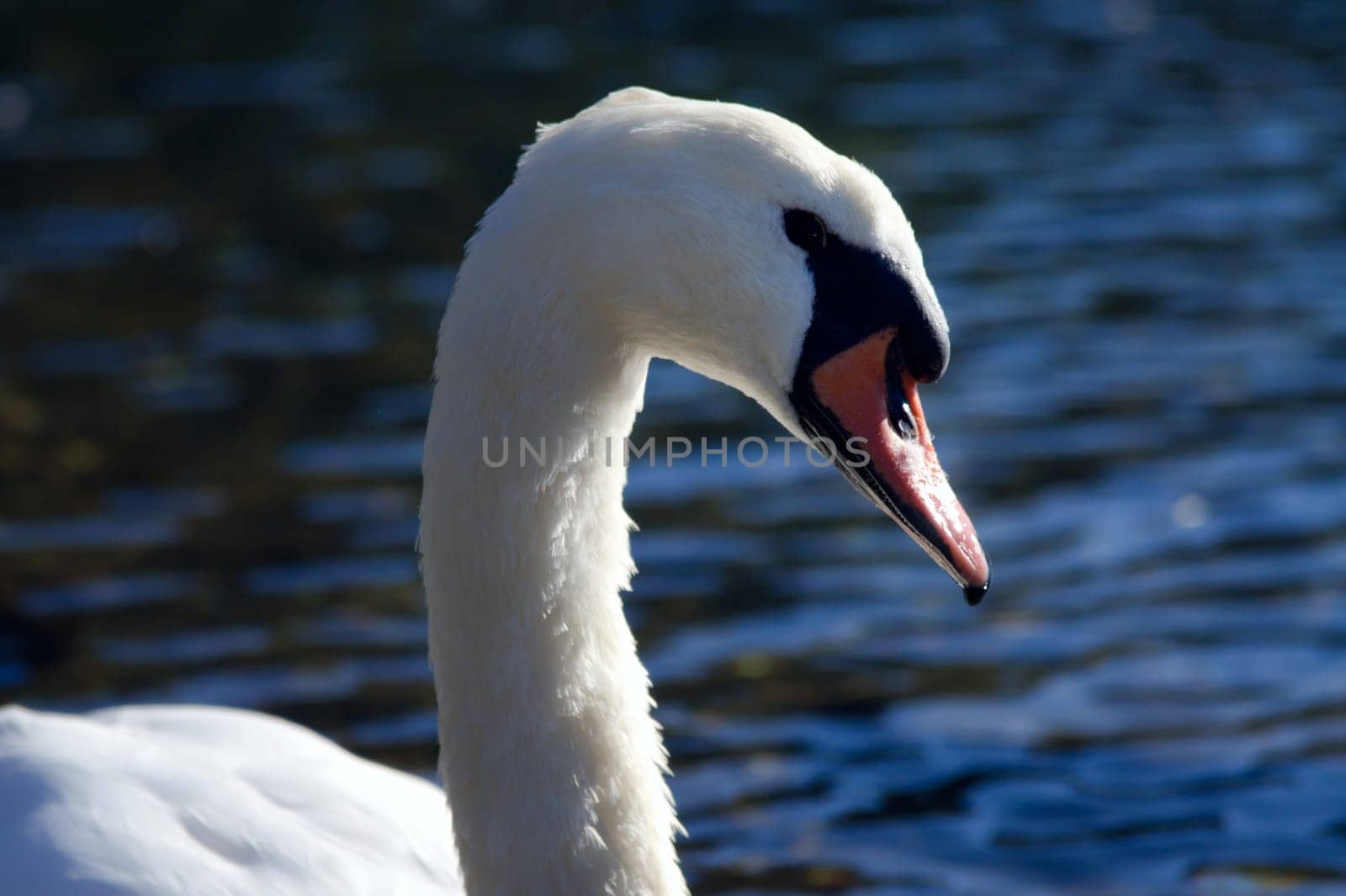 Swan
