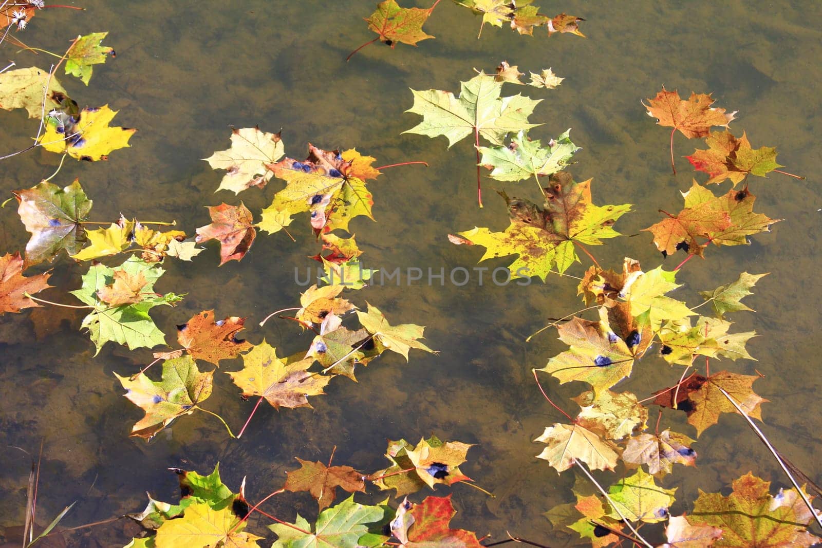Autumn leaves