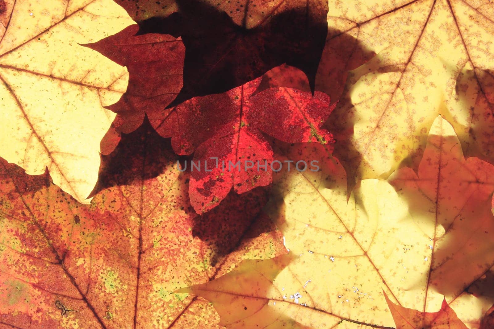 Autumn leaves