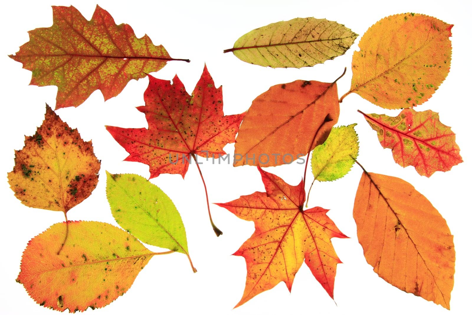 Autumn leaves