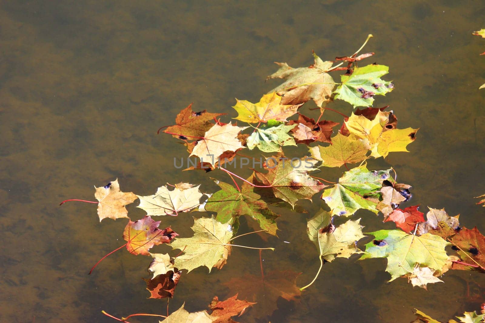 Autumn leaves