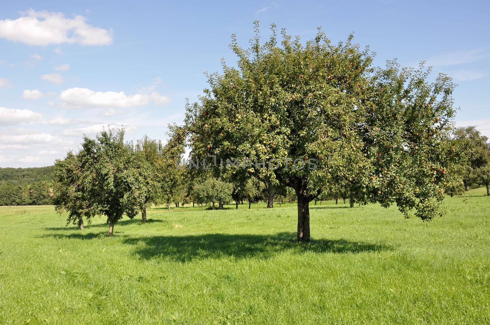 organic fruit trees in a sunny summer day among meadows in baden, germany