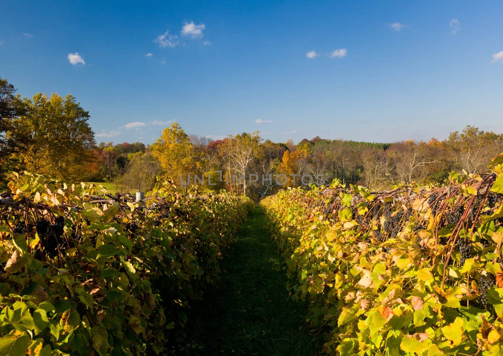 Row between grape vines leads to a set of trees with autumn leaves