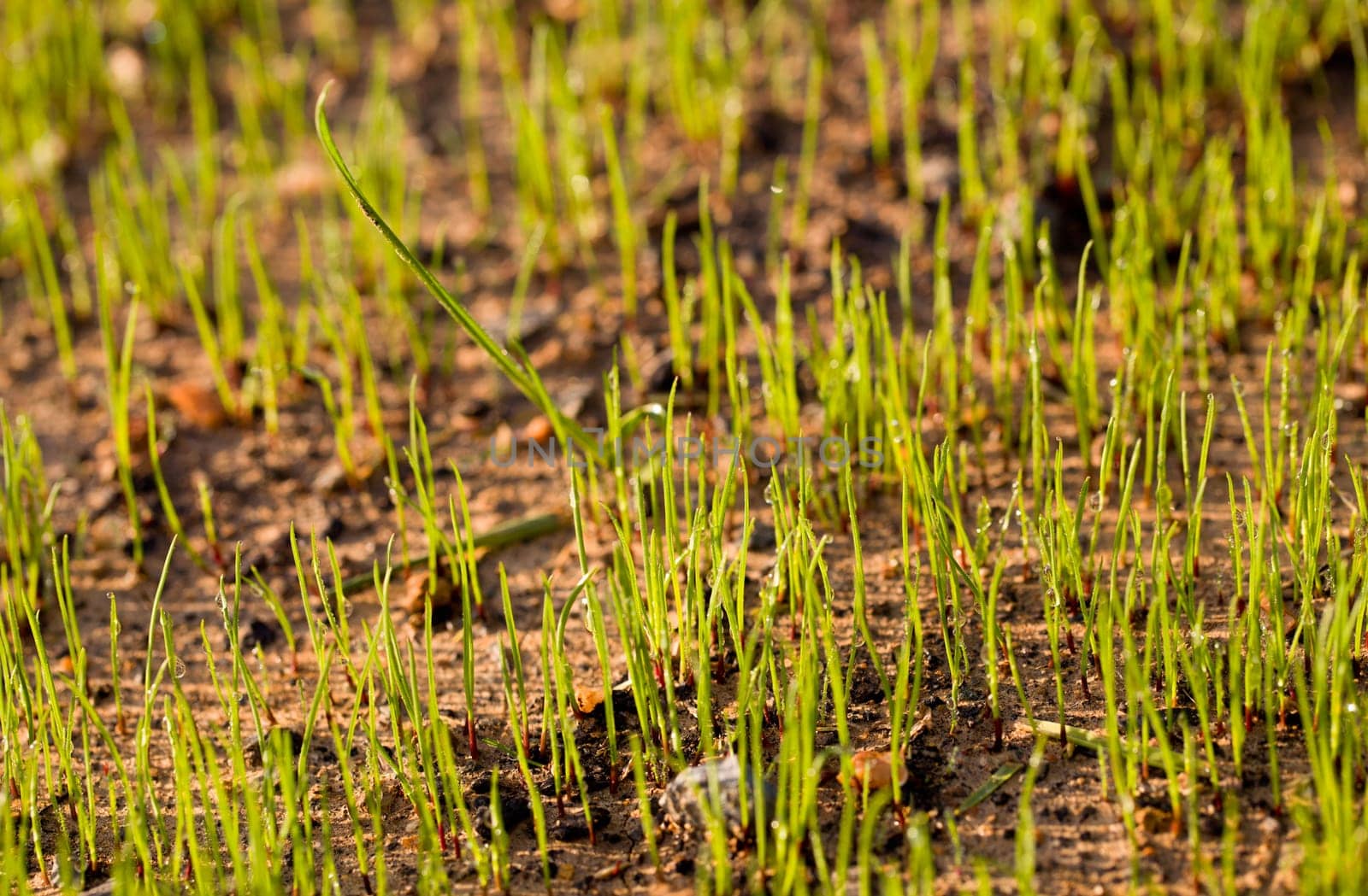 Small macro shot of newly growing grass seeds on a lawn in the early morning with dew