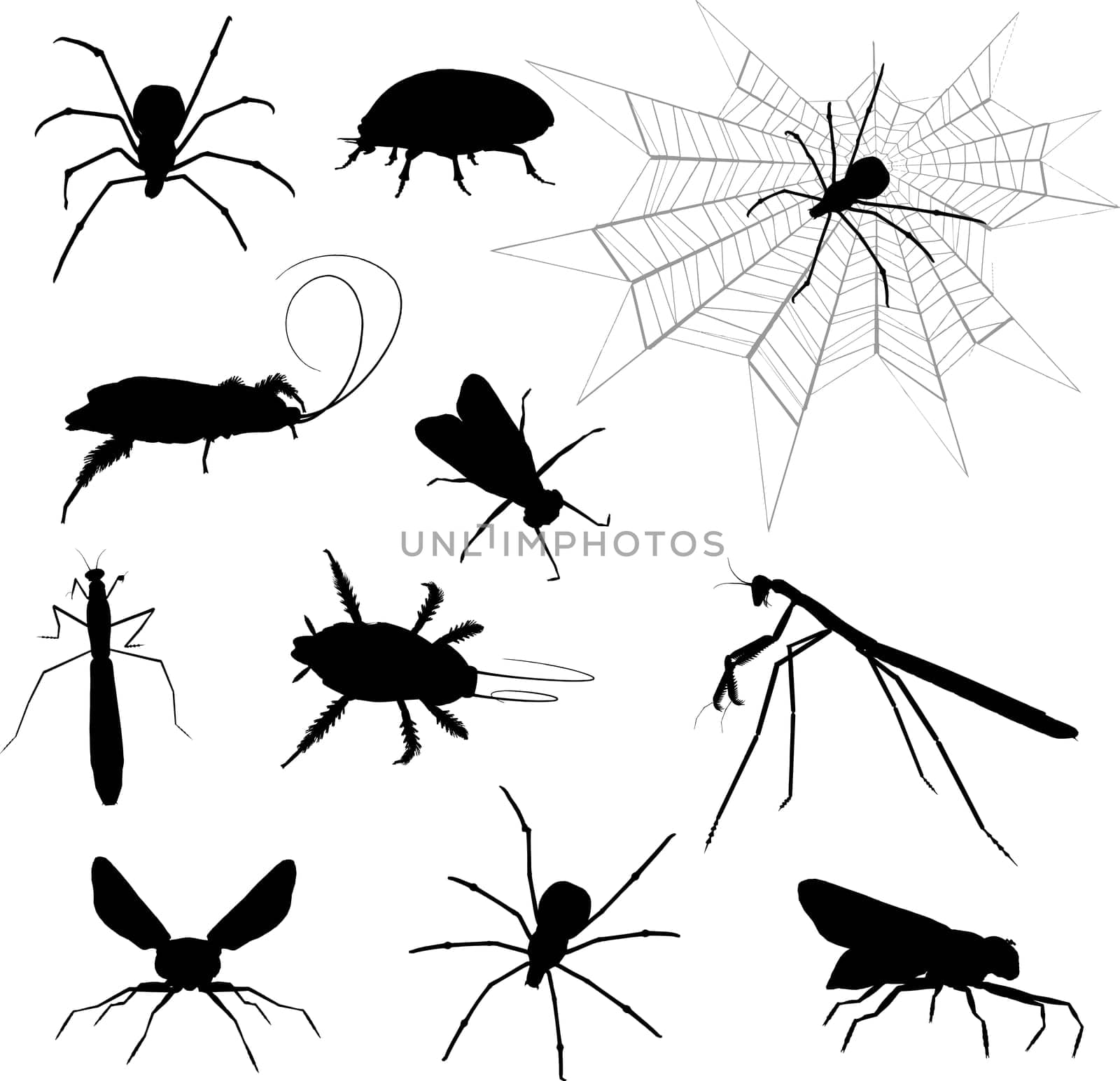 Silhouettes of lots of various insects