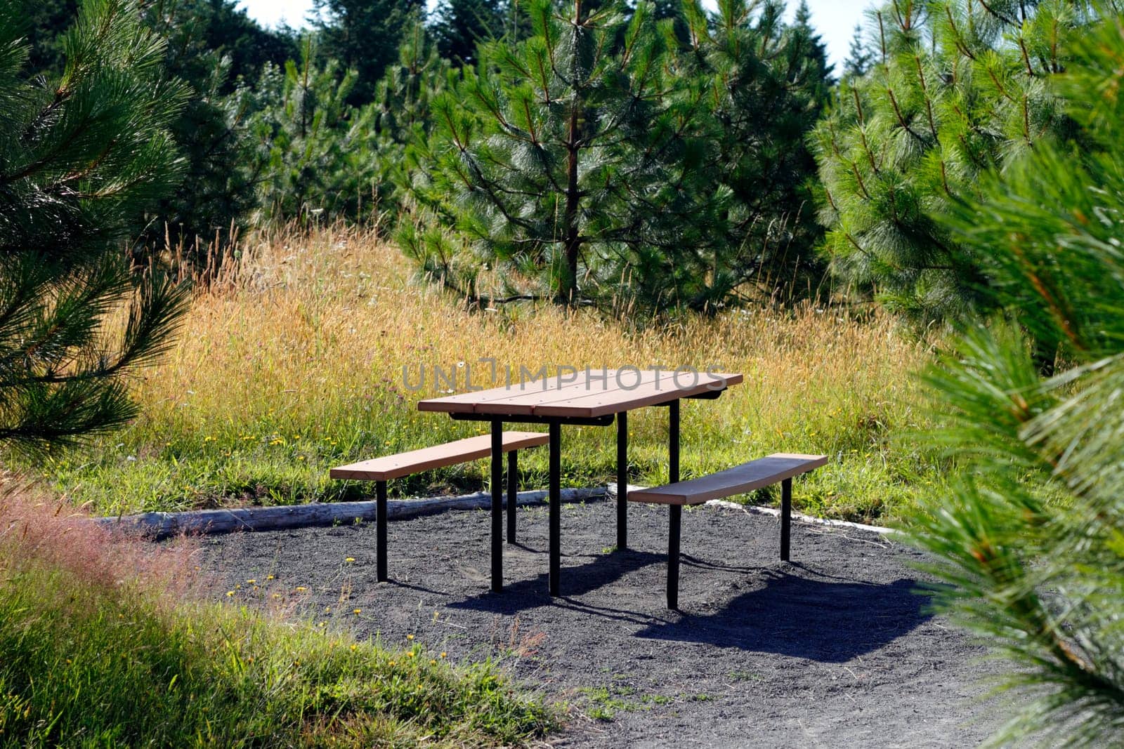 Picnic table with benches in a private area off the main walking trail surrounded by evergreen trees during the daytime.