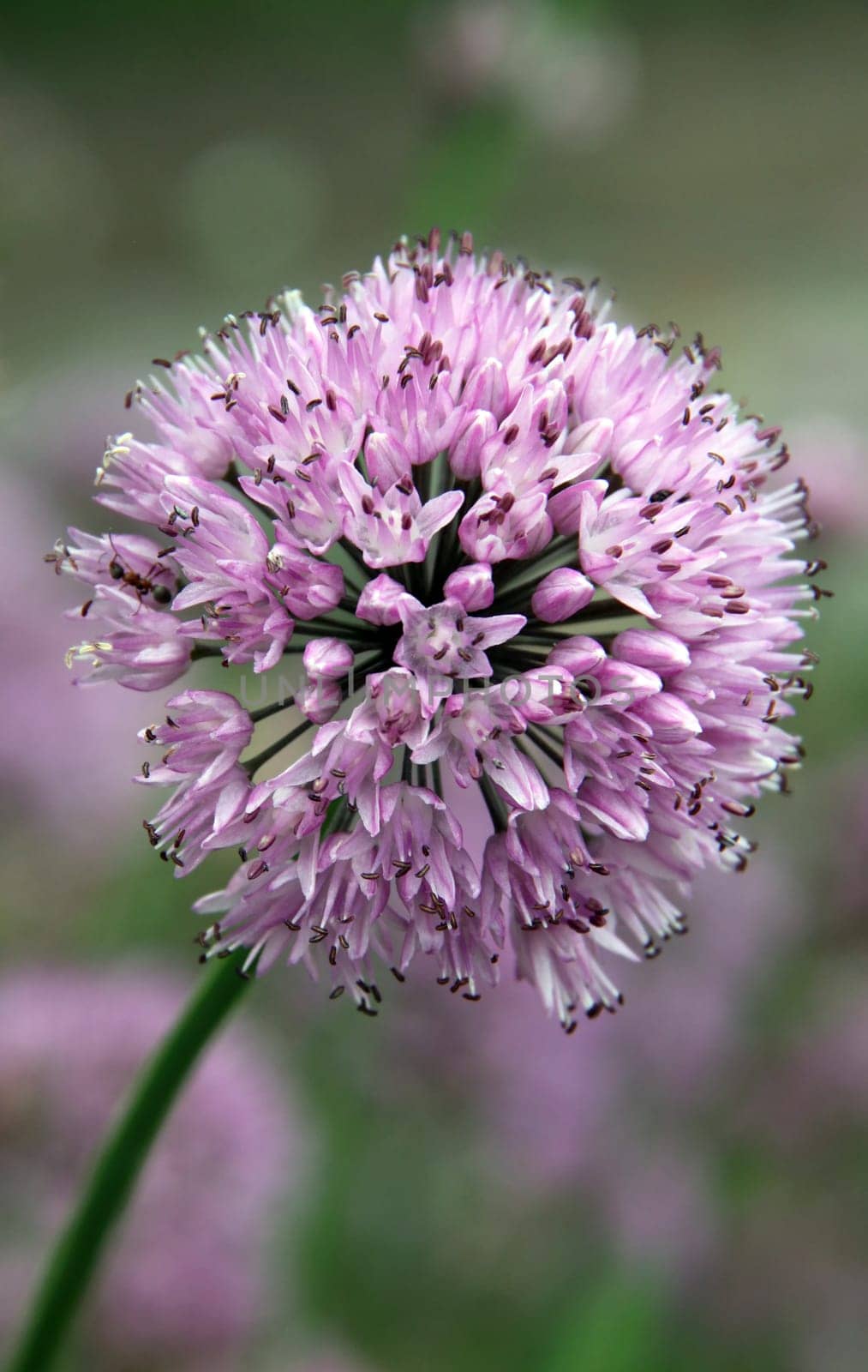 Pyrenean leek