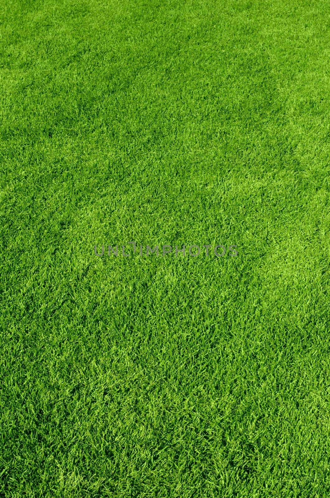 Photo of the beautiful green grass texture