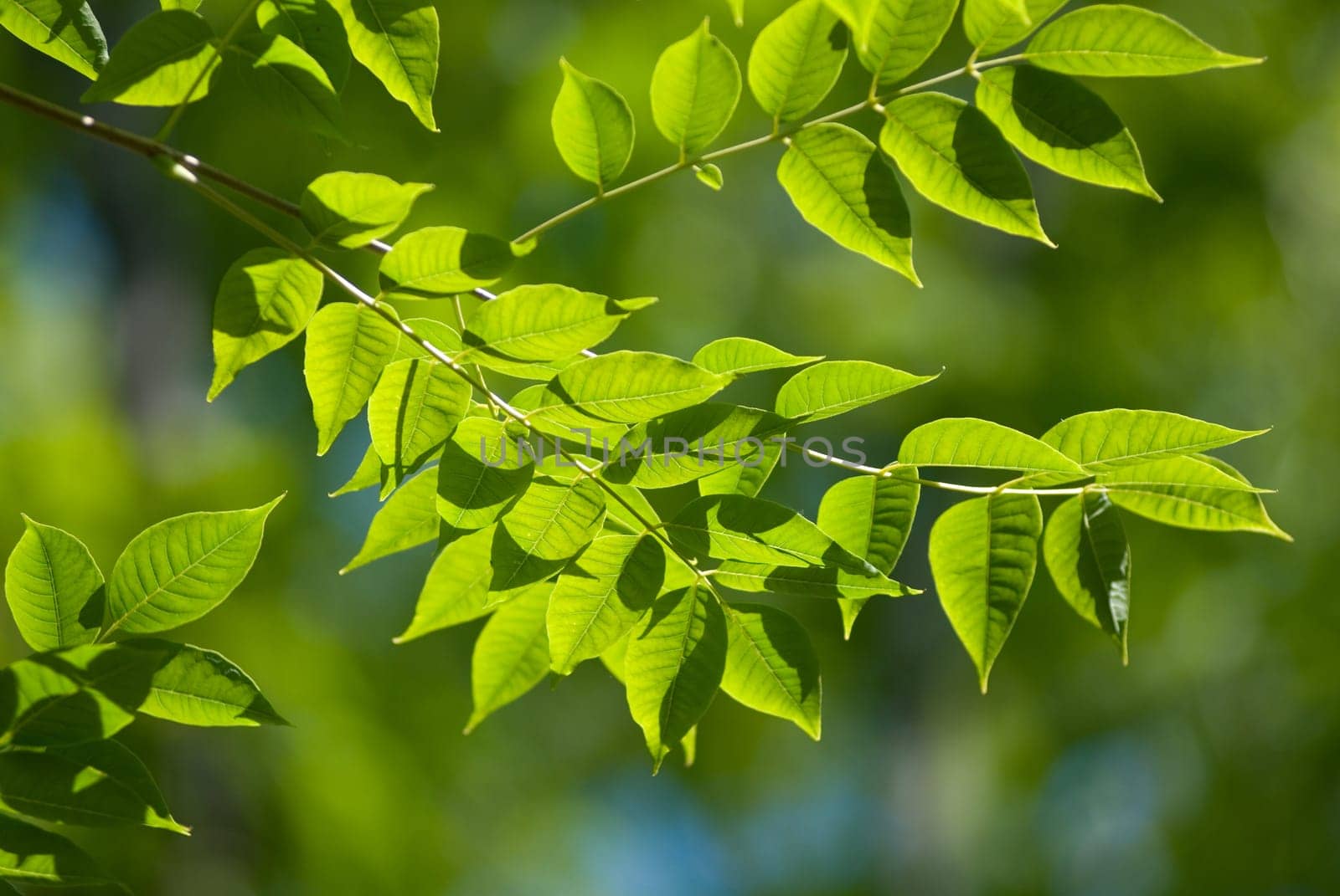 Beautiful green leaves make pattern background