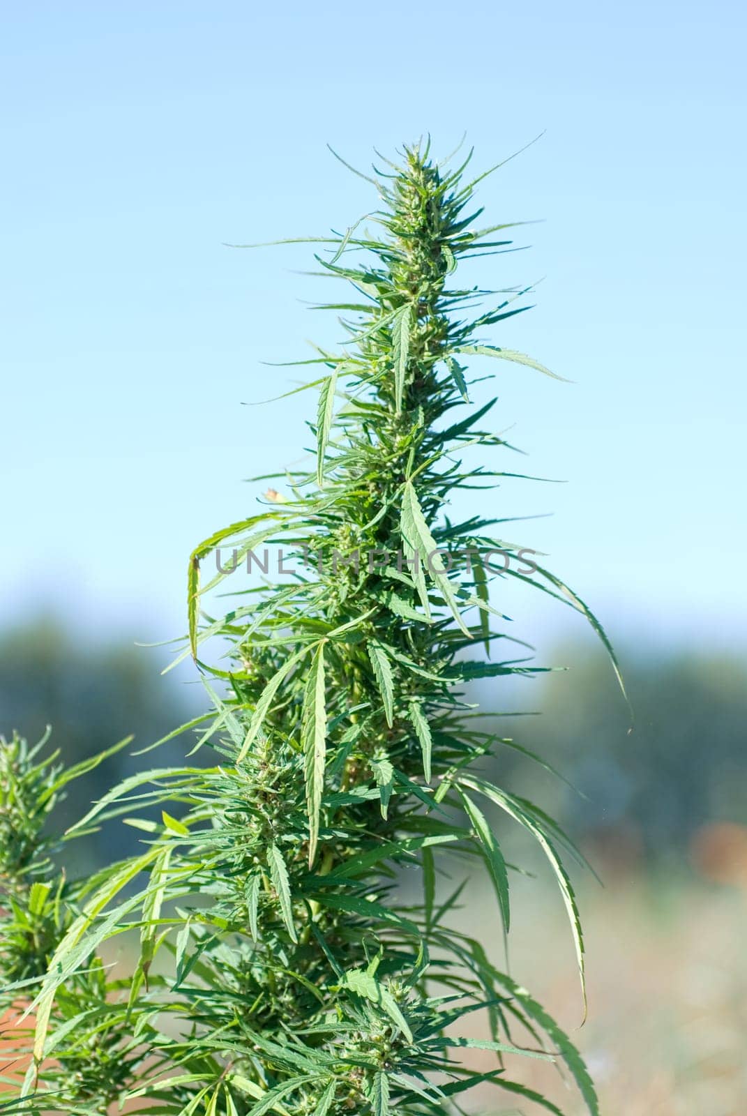 Photo of hemp plates with Shadow DOF