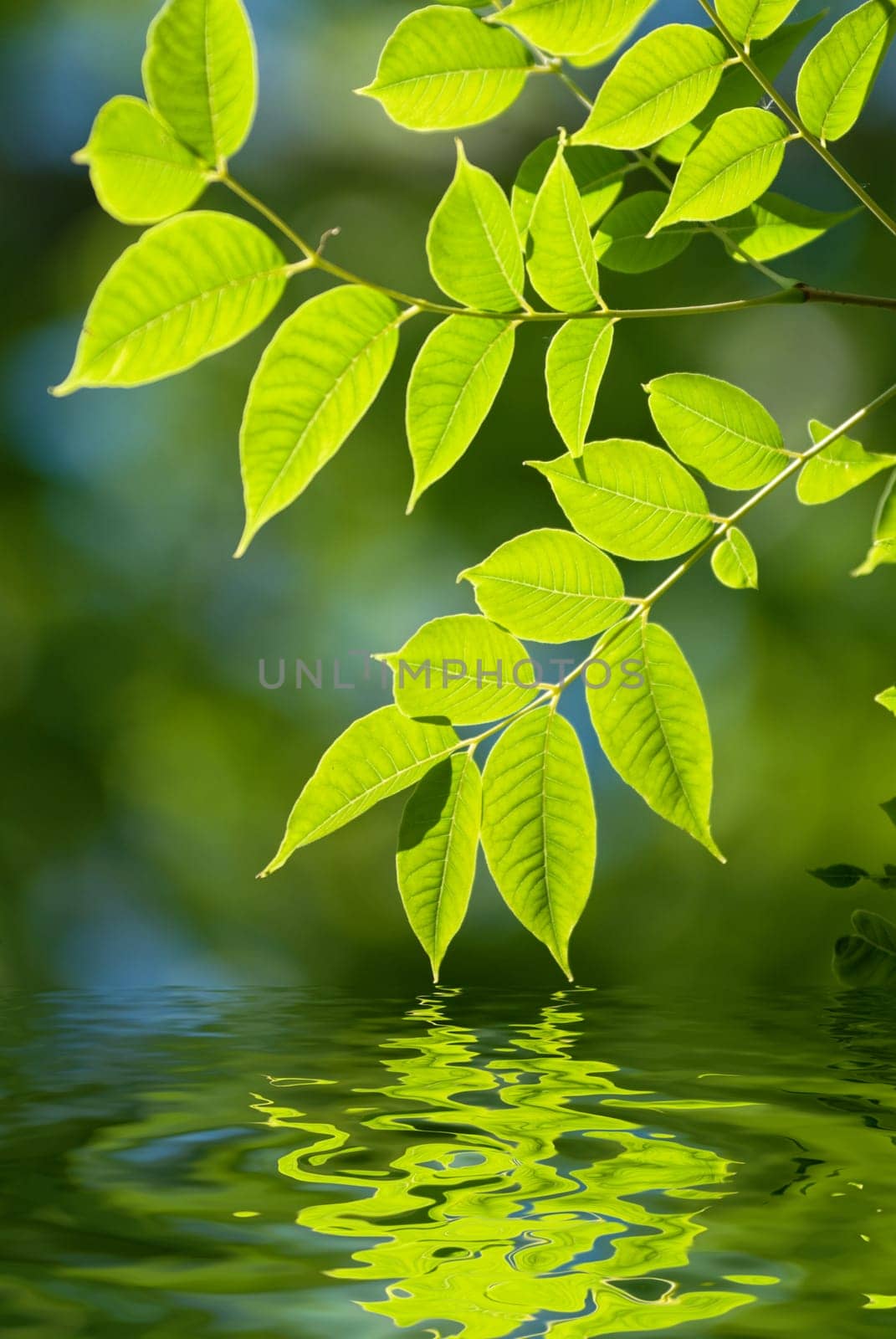 green leaves reflecting in the water, shallow focus