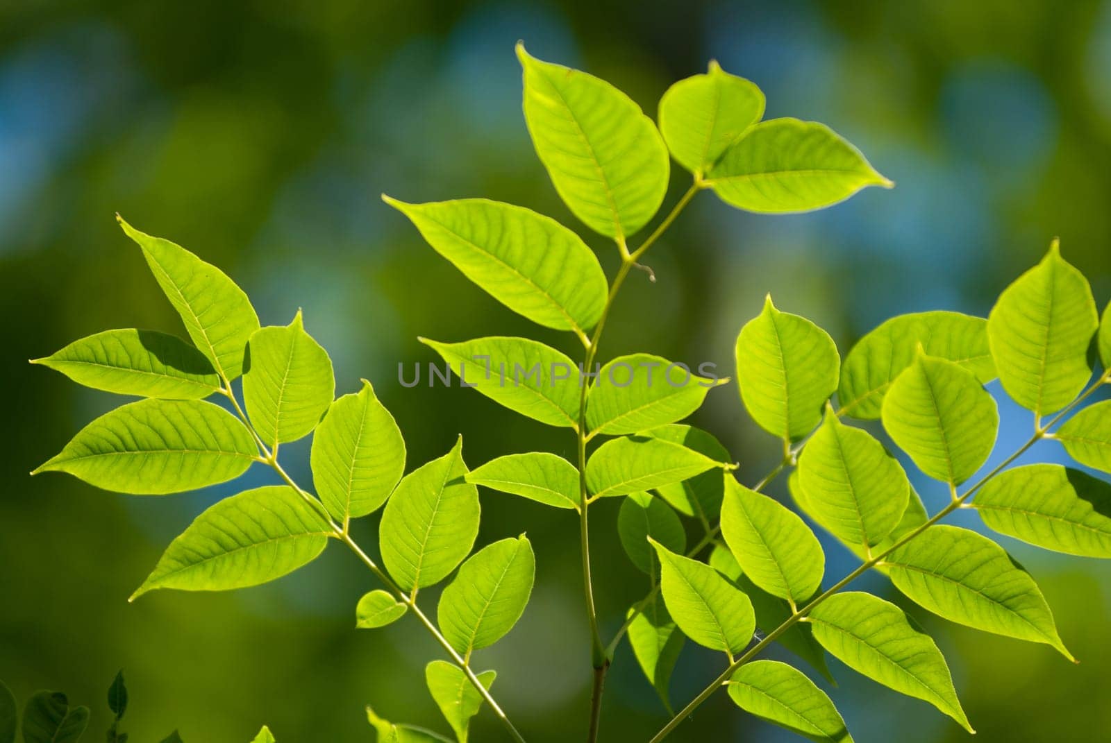 Beautiful green leaves make pattern background