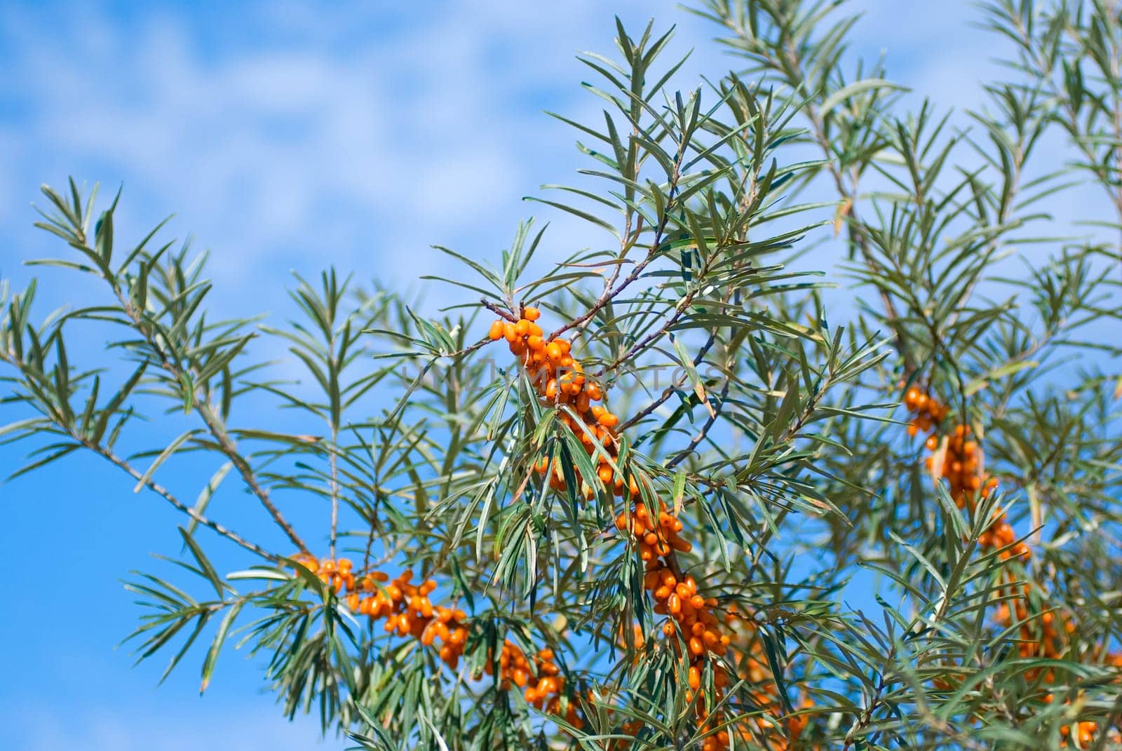 Close up of the branch of sea-buckthorn with berries.