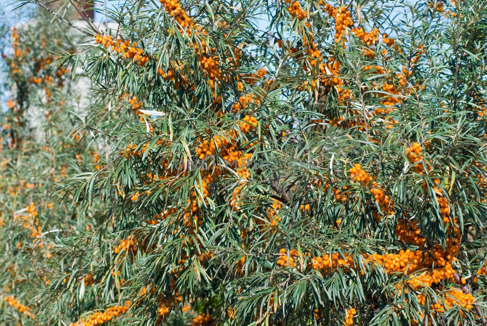 Close up of the branch of sea-buckthorn with berries.