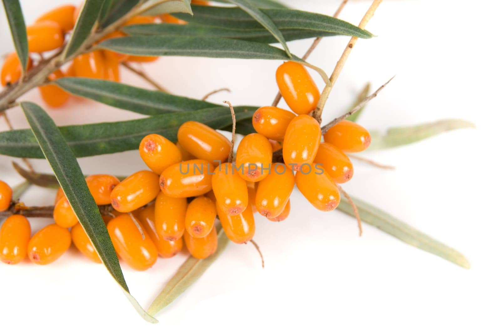 Cluster mature orange sea-buckthorn berries with leaves on a white