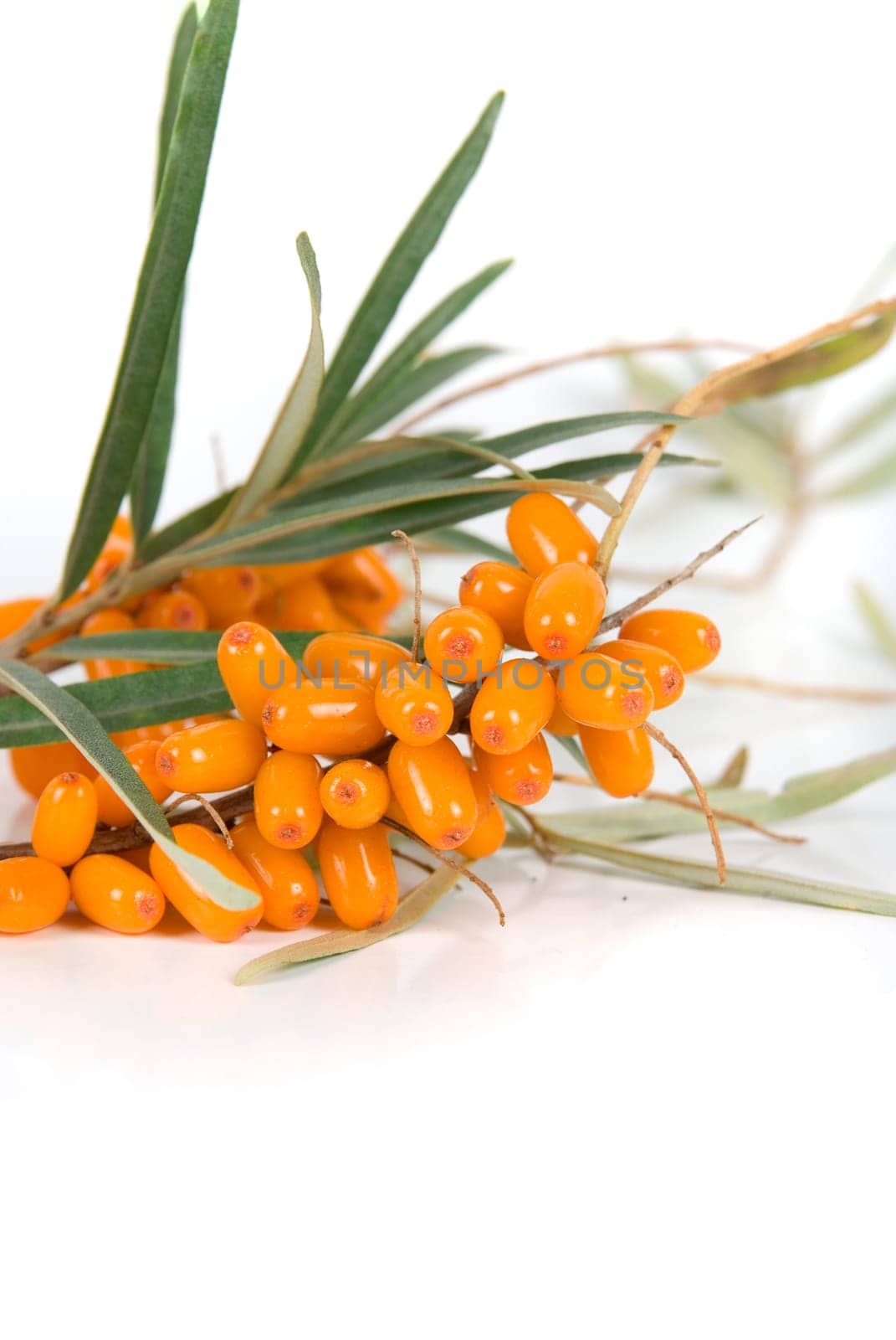 Cluster mature orange sea-buckthorn berries with leaves on a white
