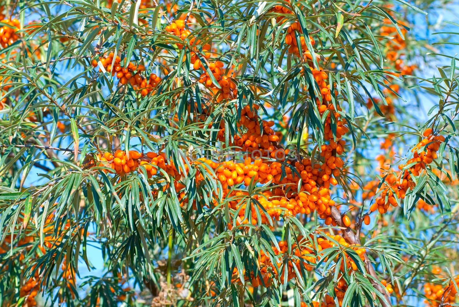 Close up of the branch of sea-buckthorn with berries.