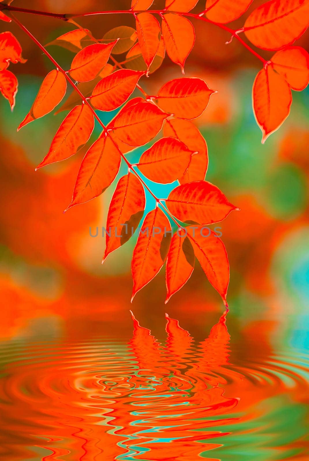 autumn leaves reflecting in the water, shallow focus