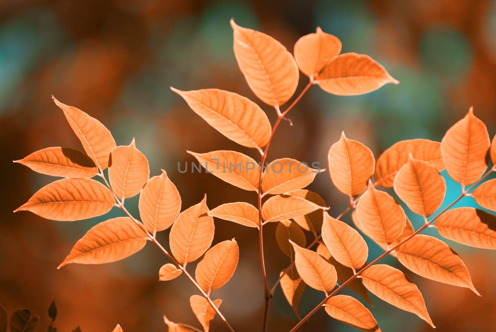 autumn leaves, very shallow focus