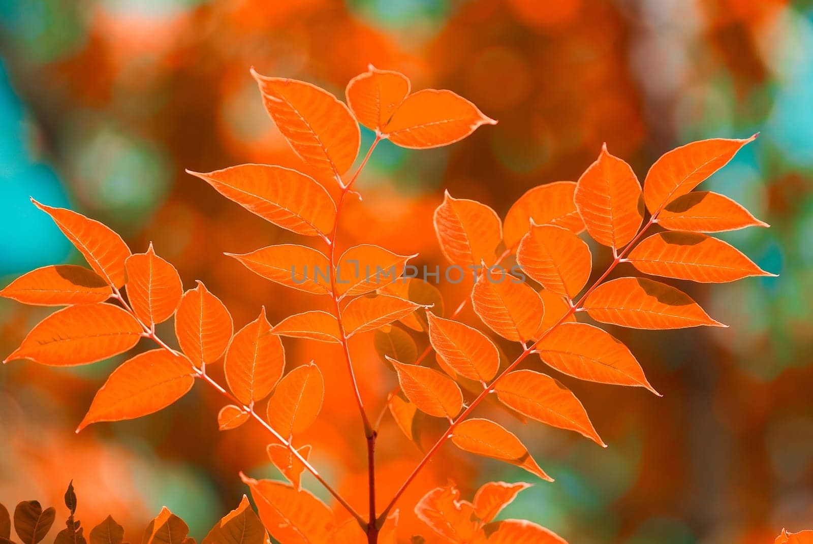 autumn leaves, very shallow focus