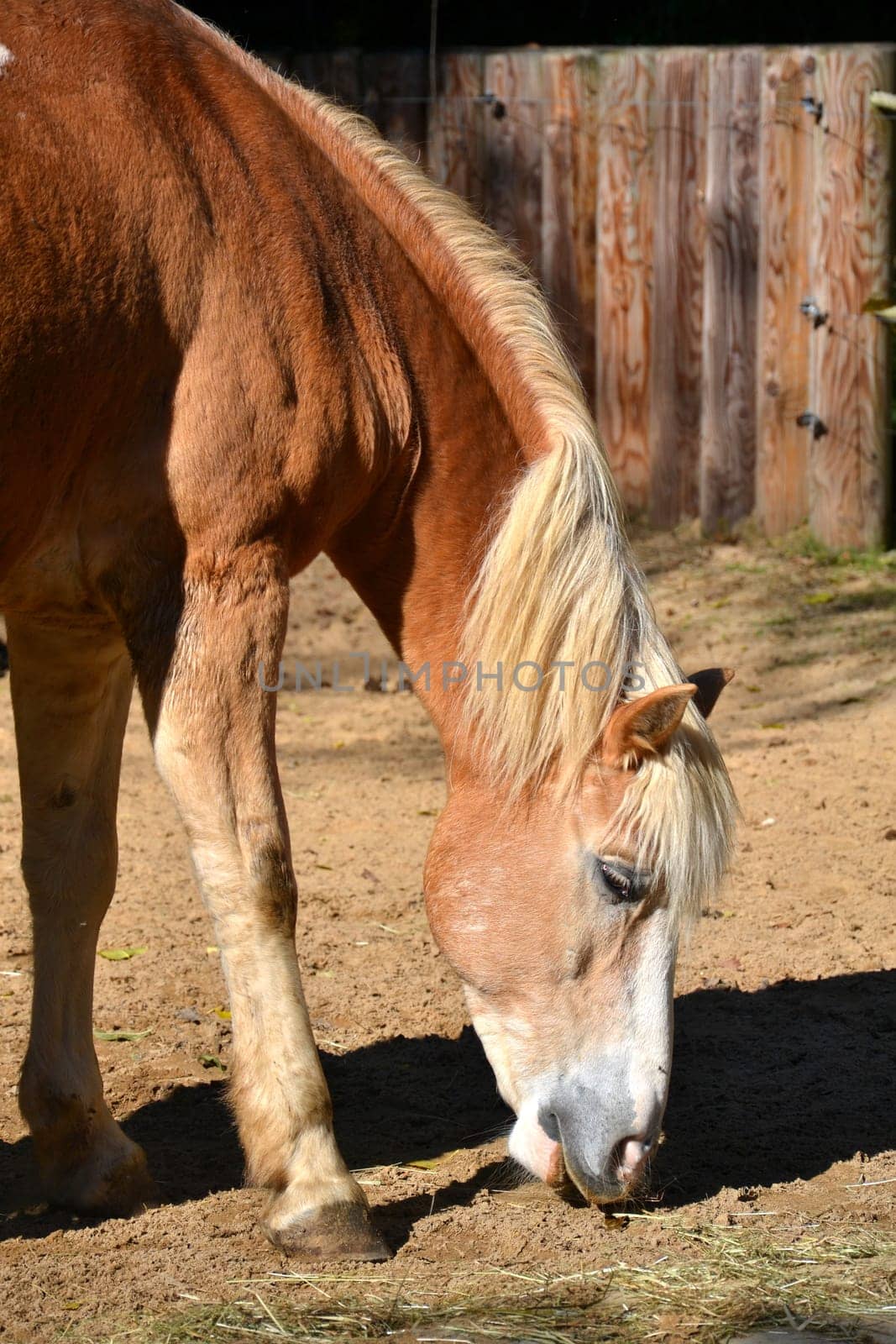 Horse