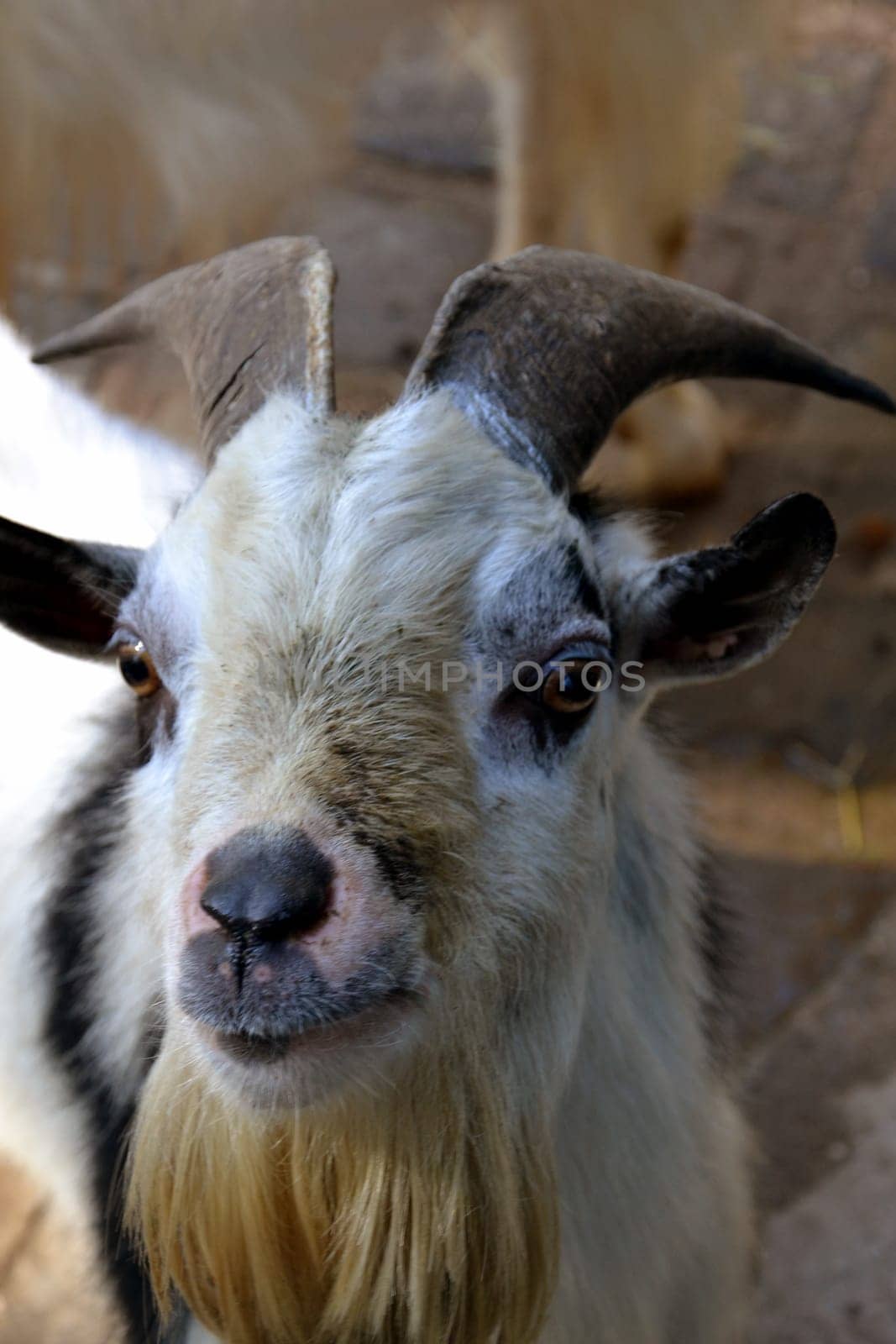 Goat