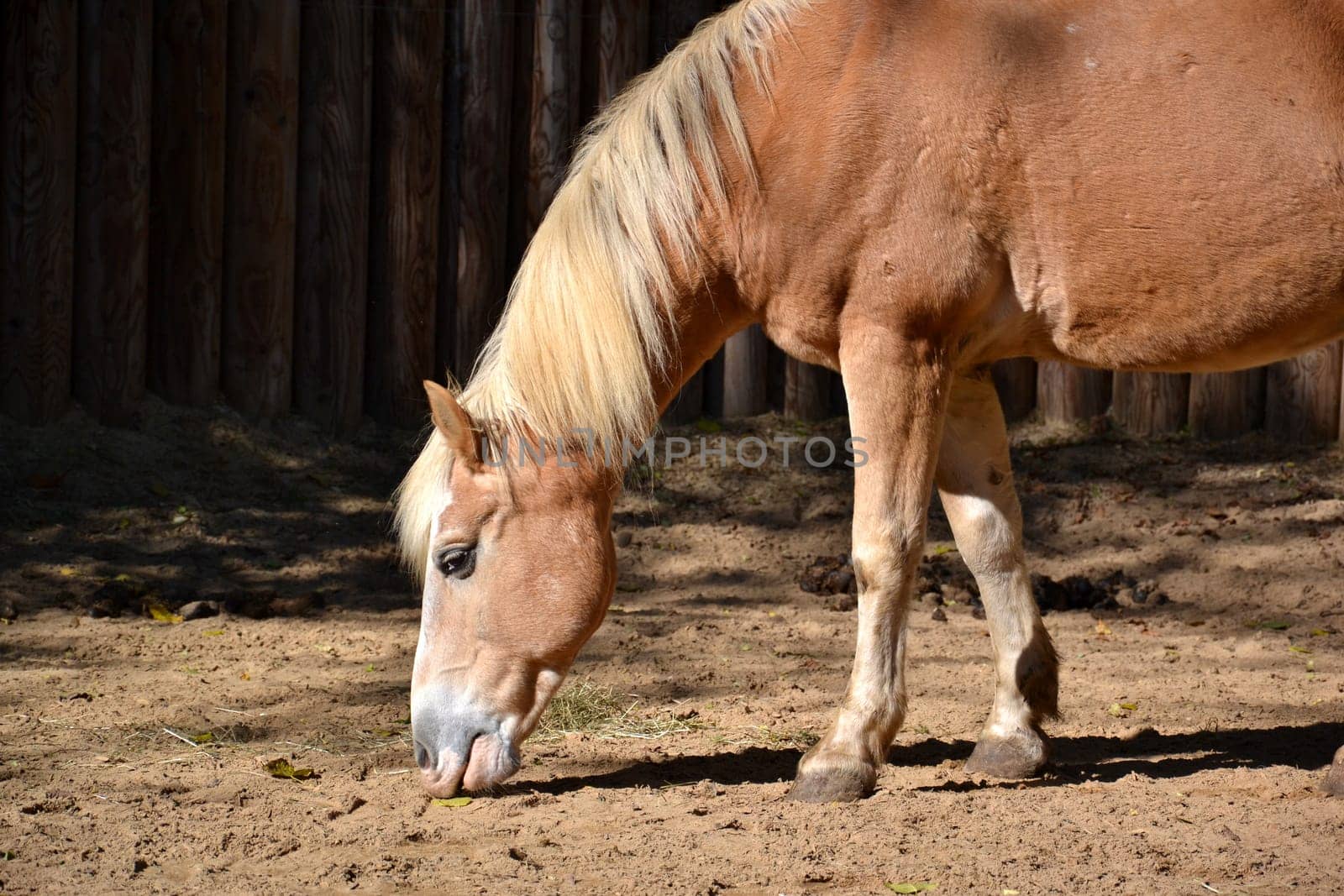Horse