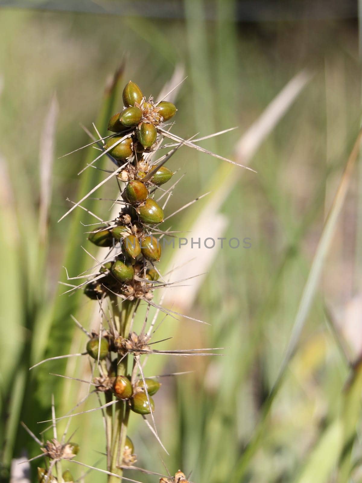 A green, thorny plant