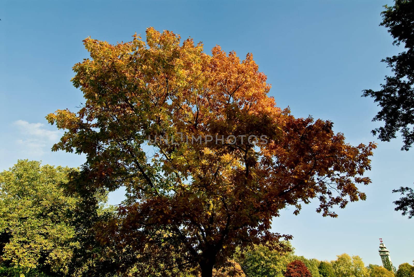 Autumn leaves