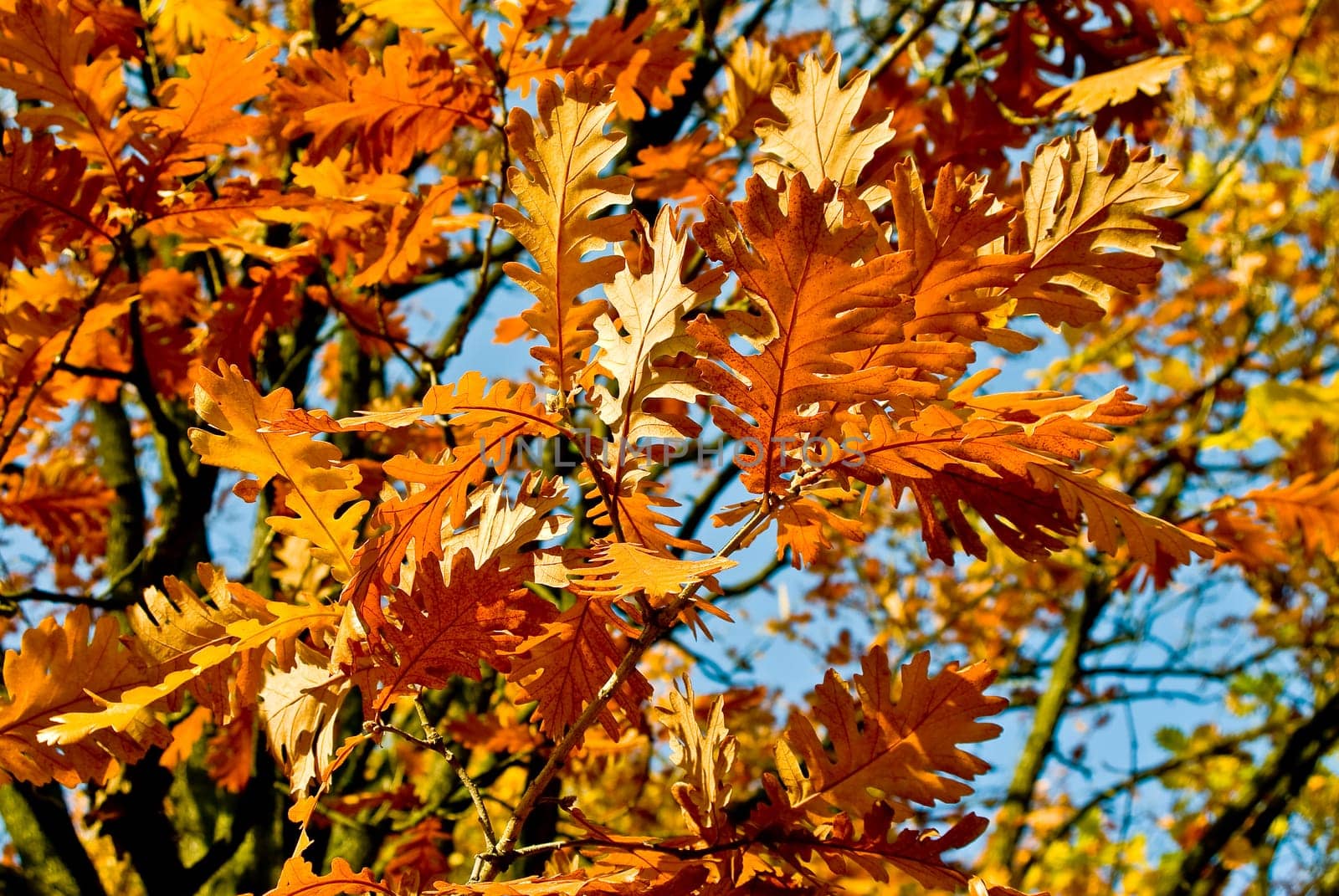 Oak leaves