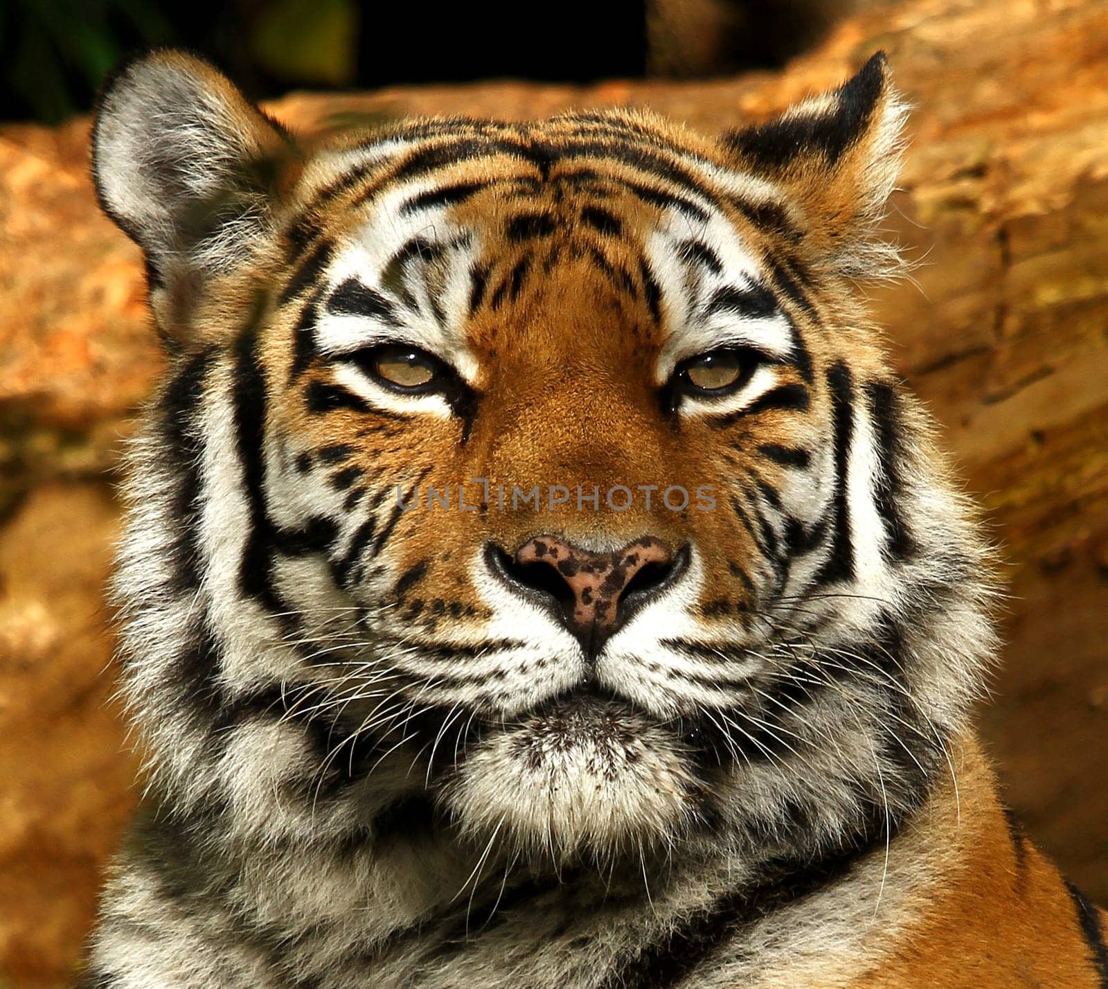TigerPortrait
