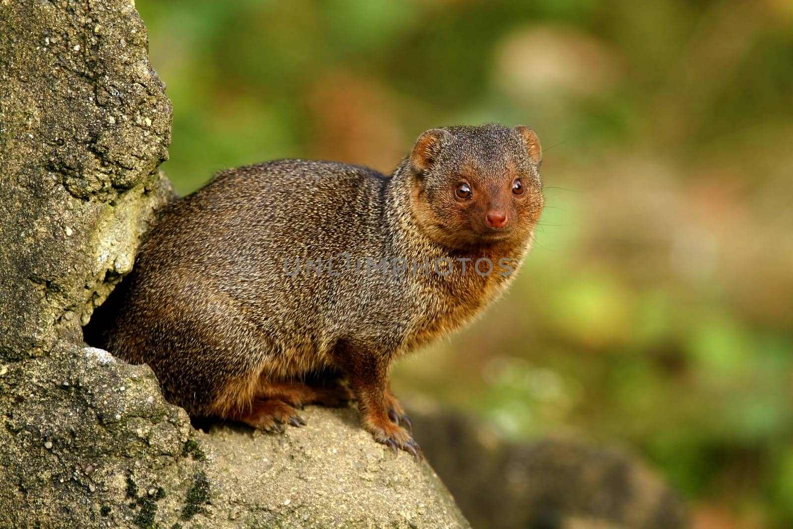 Dwarf mongoose
