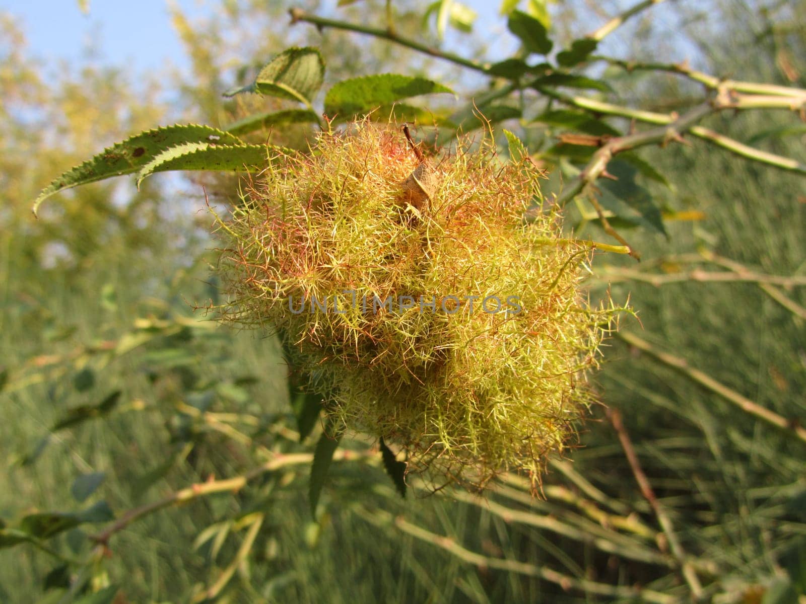 Brood chamber of the rose gall wasp - Diplolepis rosae