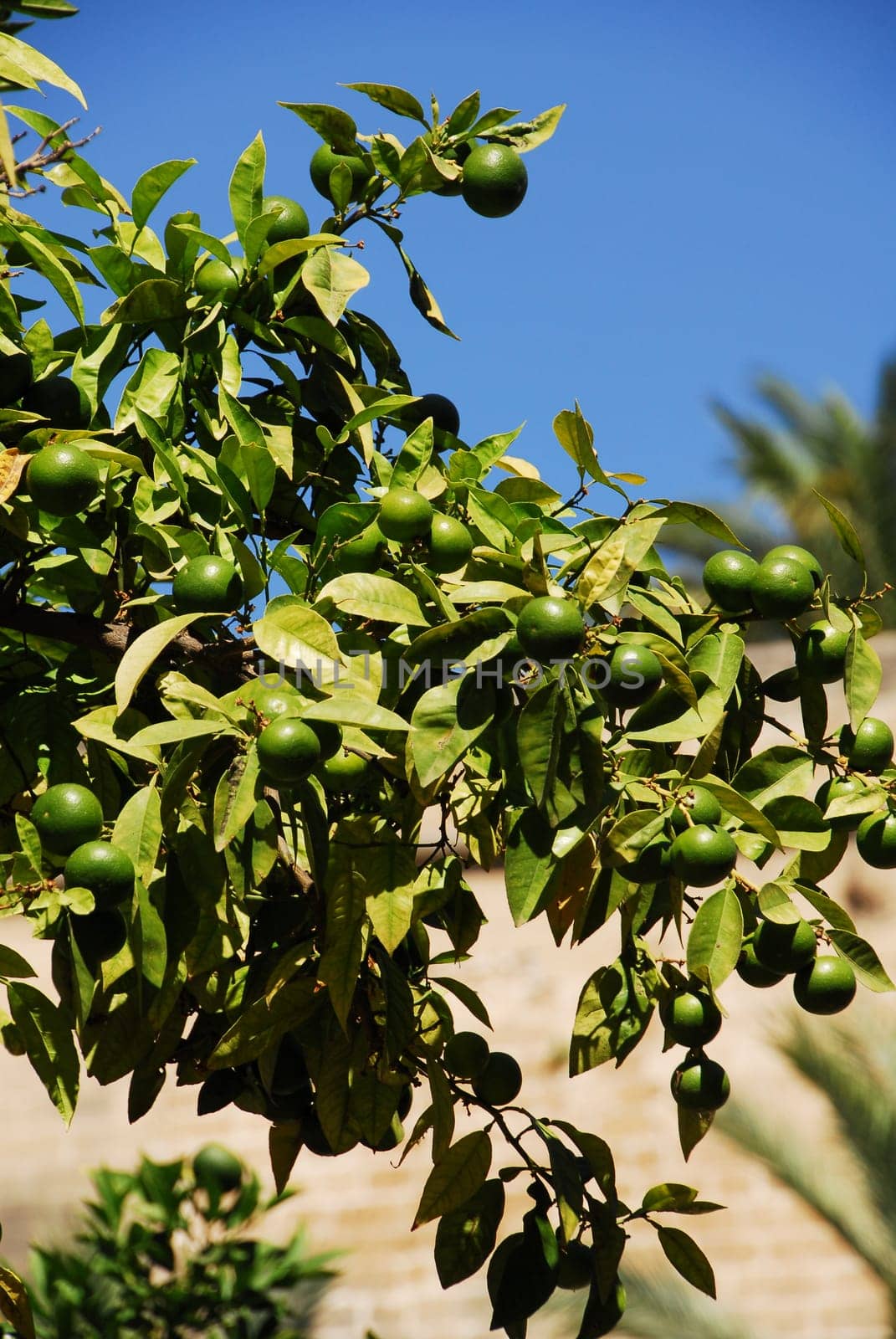 The lime tree