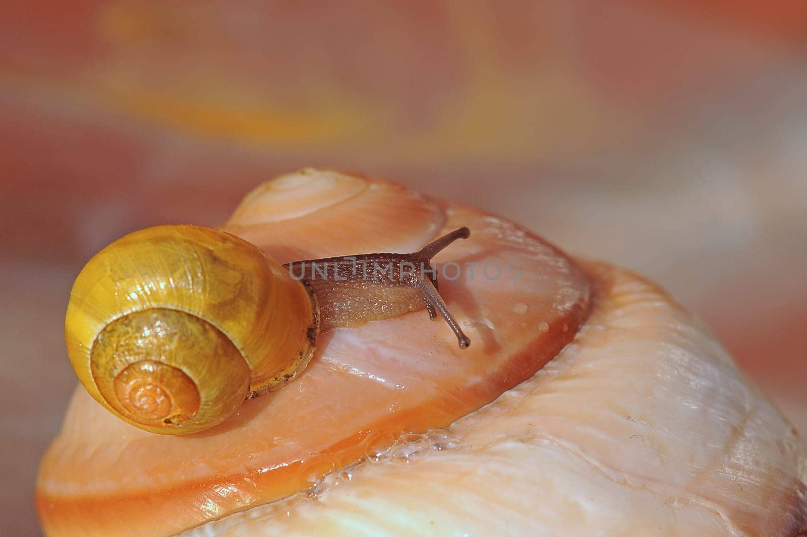 Snail on snail