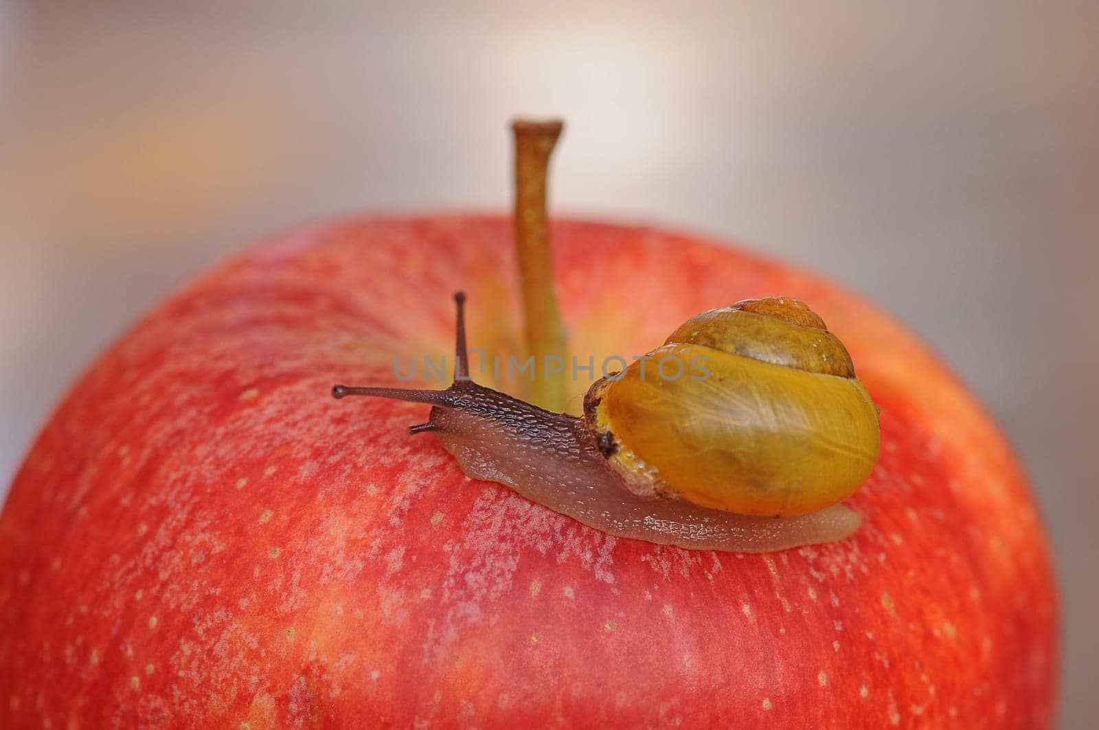 Snail on apple