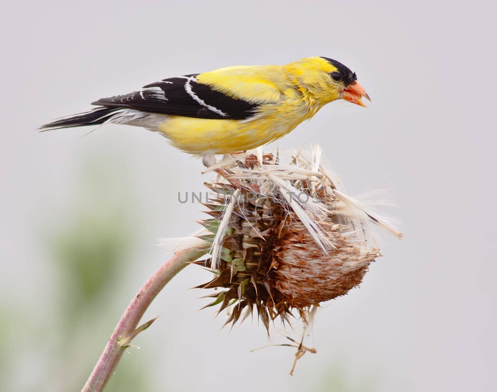 American Goldfinch (Spinus tristis), also known as the Eastern Goldfinch and Wild Canary. This photo shows the breeding male.