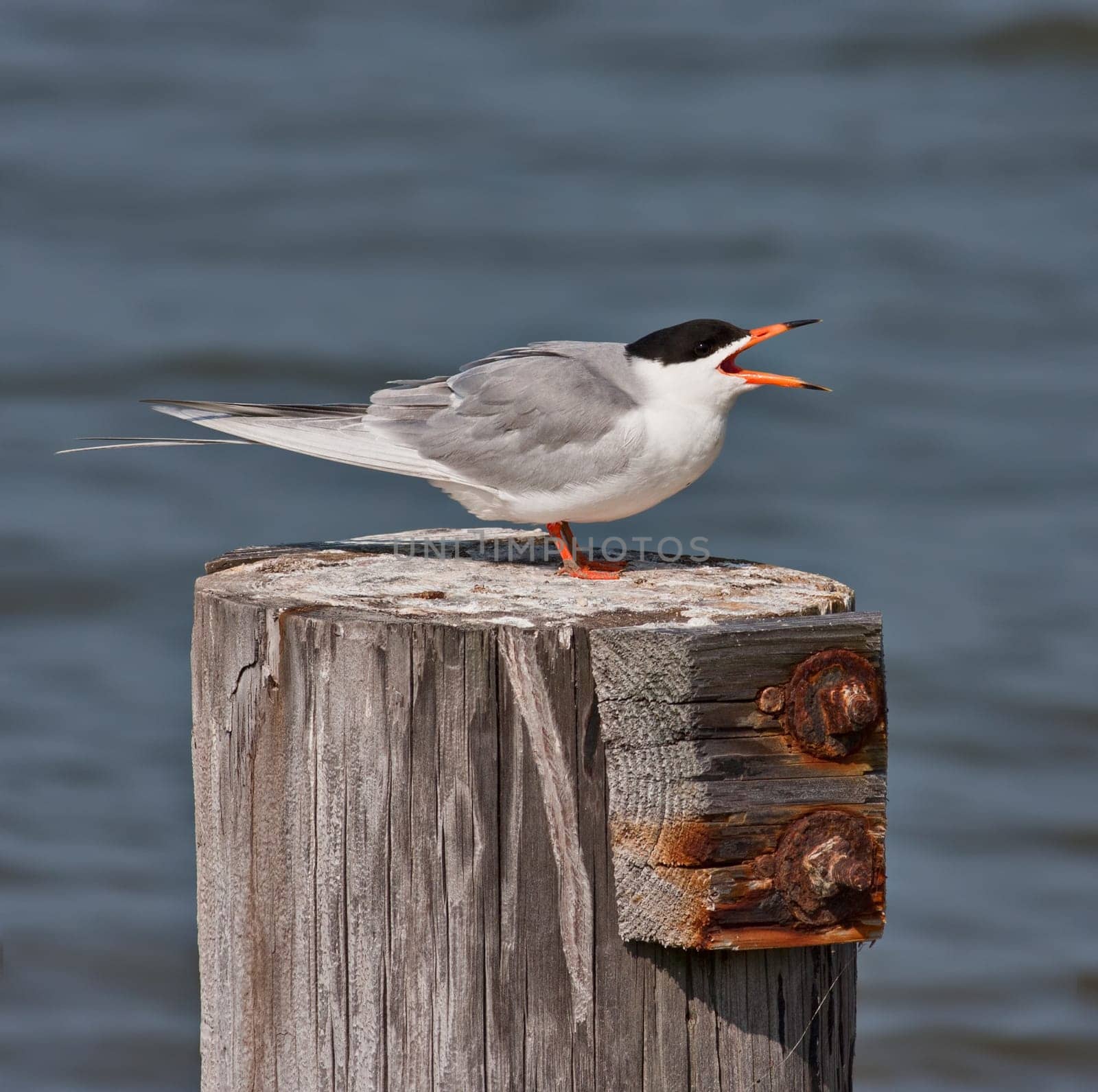 A Forster&#039 s Tern bird sitting on a wood perch with an OOF water background.