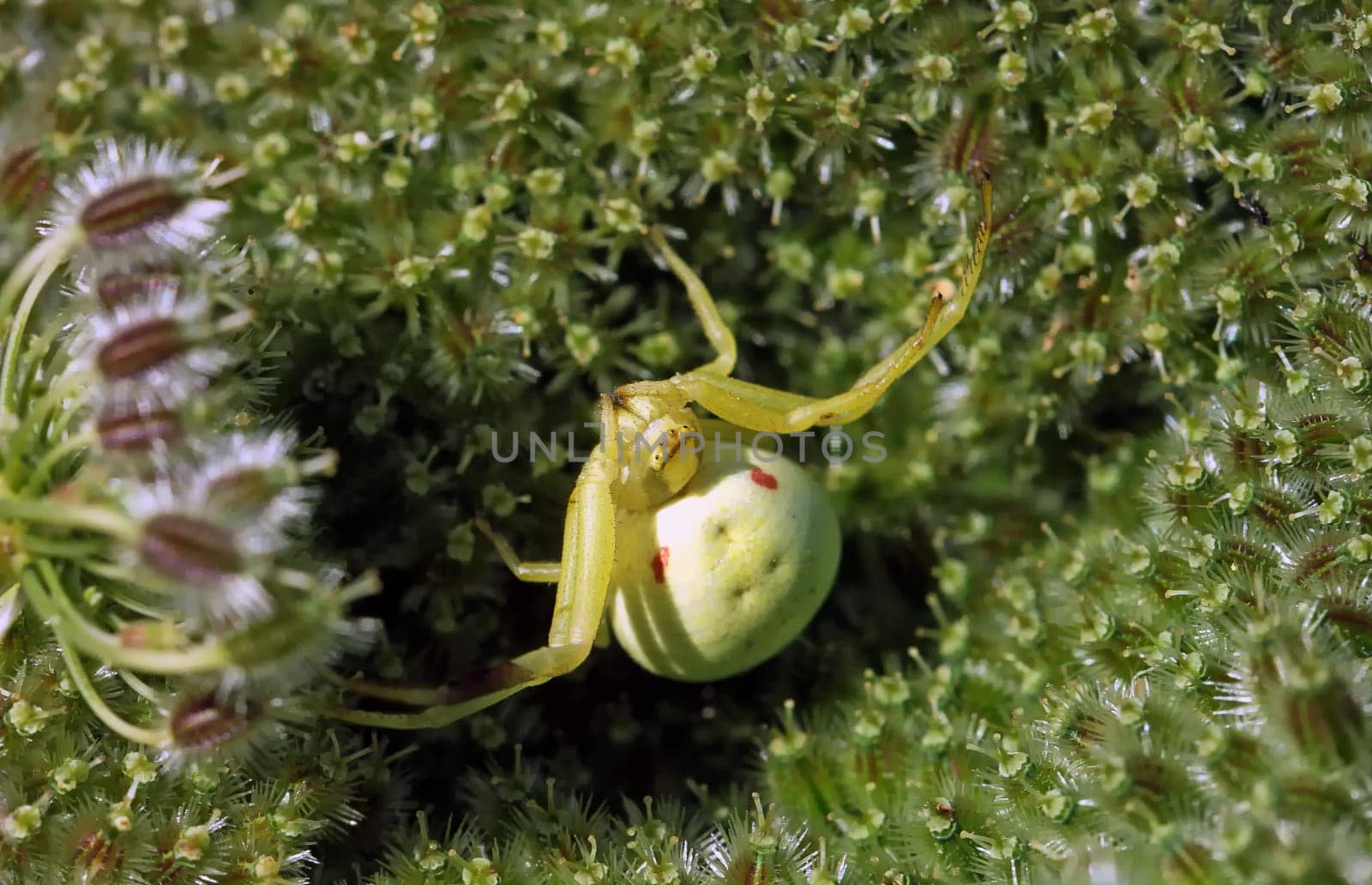Misumena vatia on carrot blossom