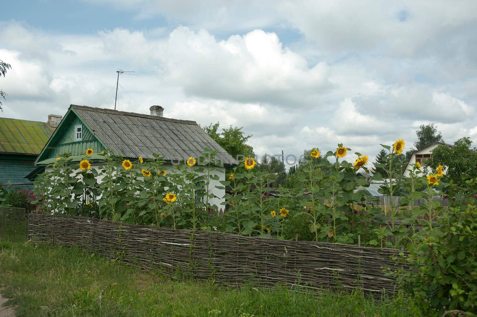 Village house with a sunflowers in a garden