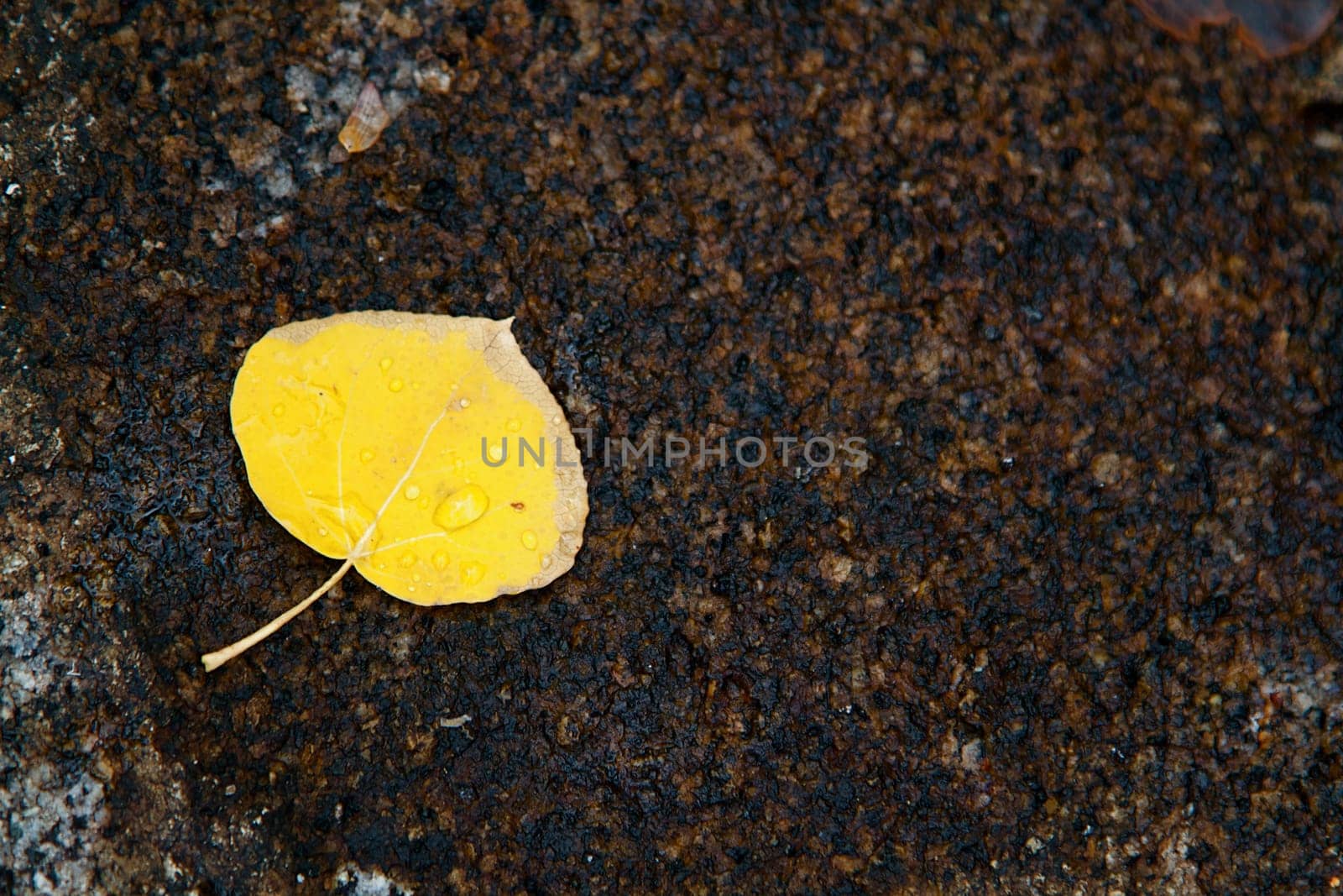 Bright yellow aspen leaf on a wet rock
