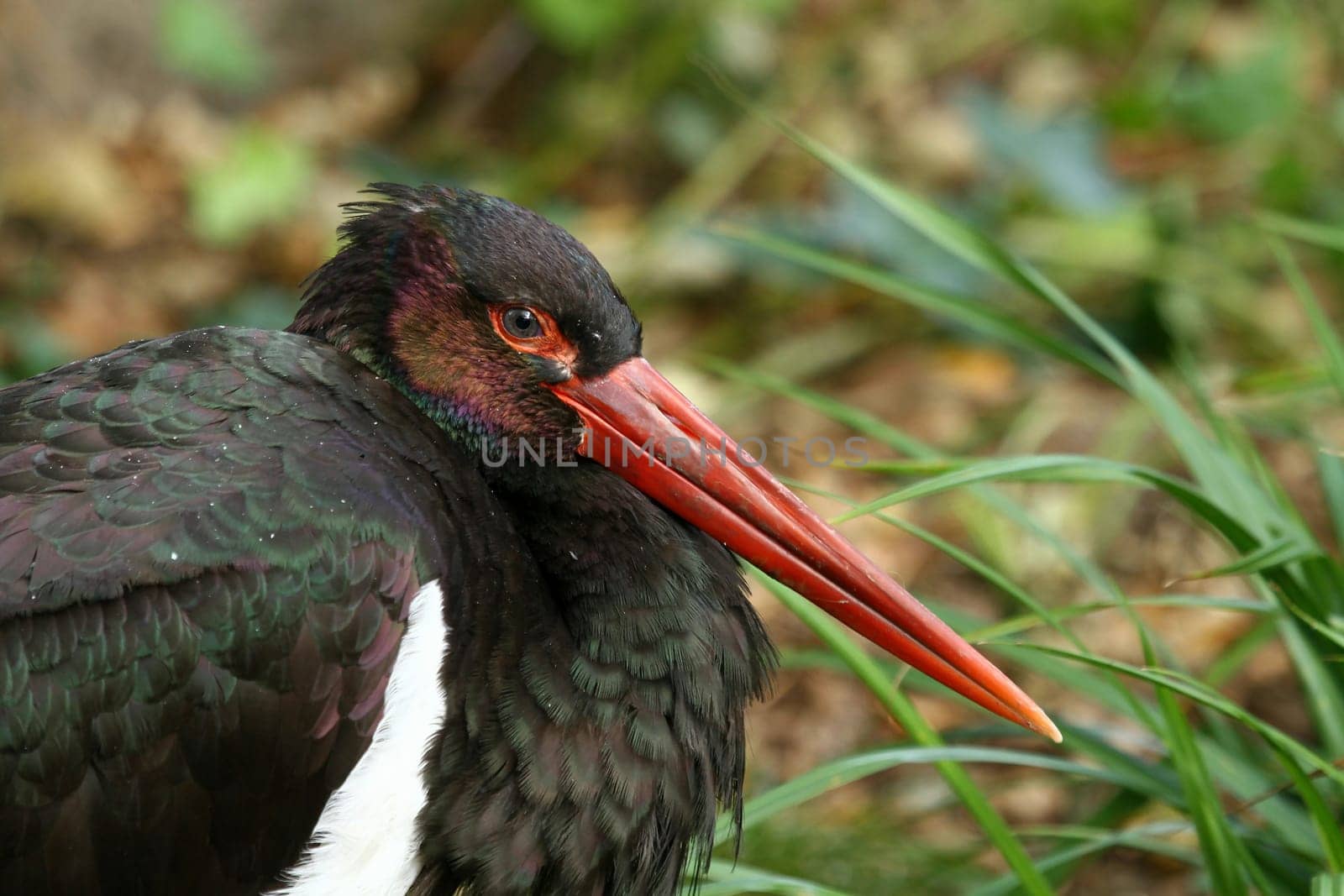 Black StorkPortrait