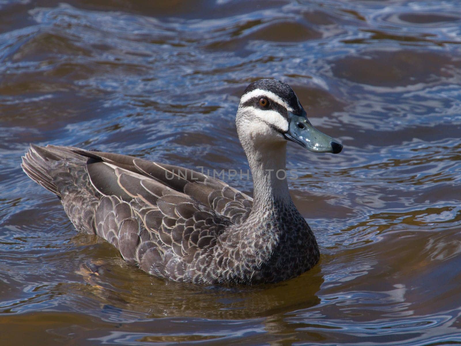 An alert looking duck swimming on a lake