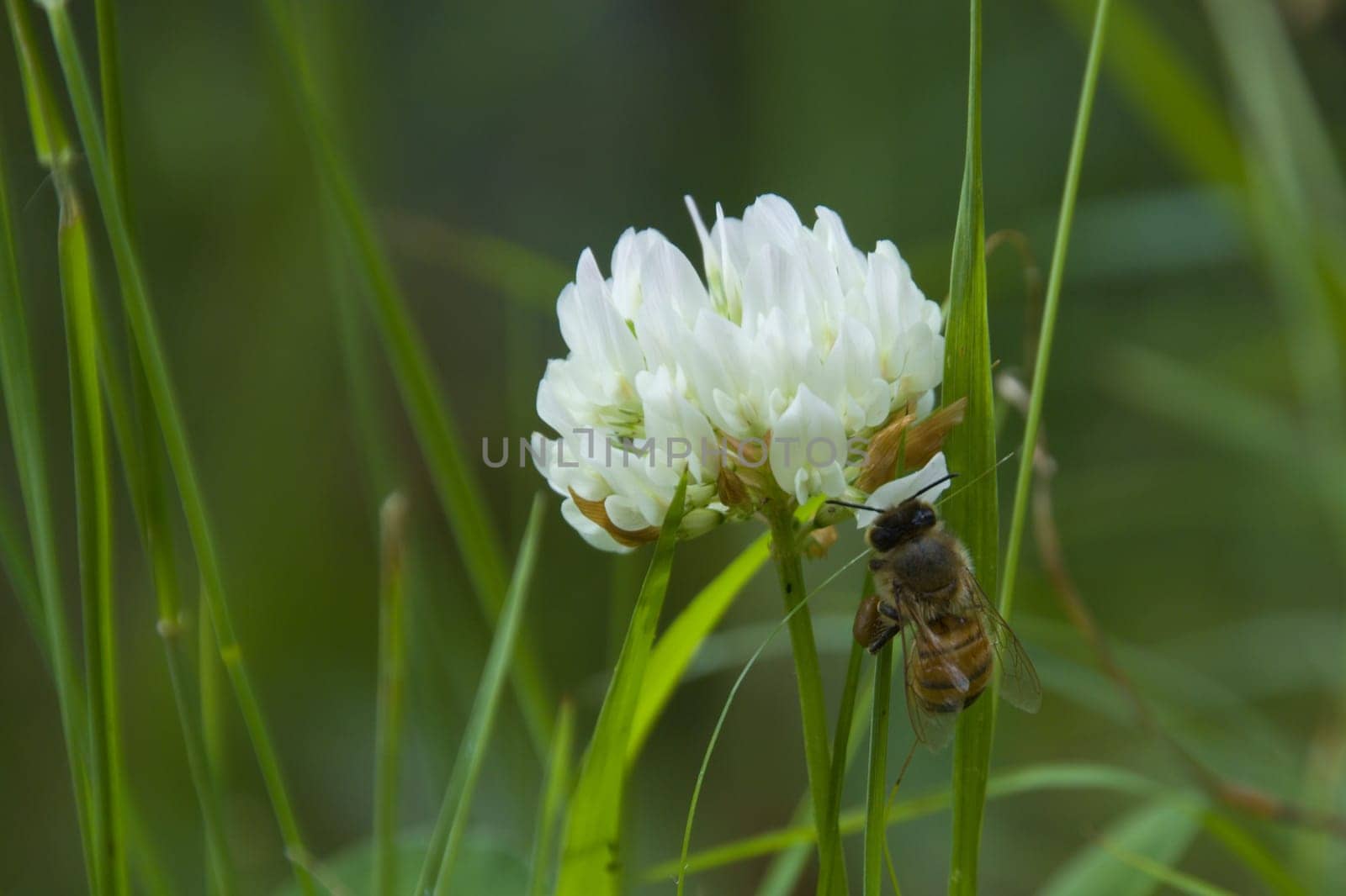 A close up of the flower of a clover which just happened to have a bee land on it.